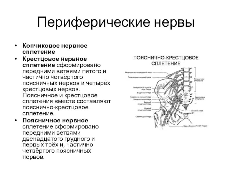 Пояснично-крестцовое сплетение схема. Нервы крестцового сплетения. Копчиковое нервное сплетение. Крестцовое нервное сплетение.