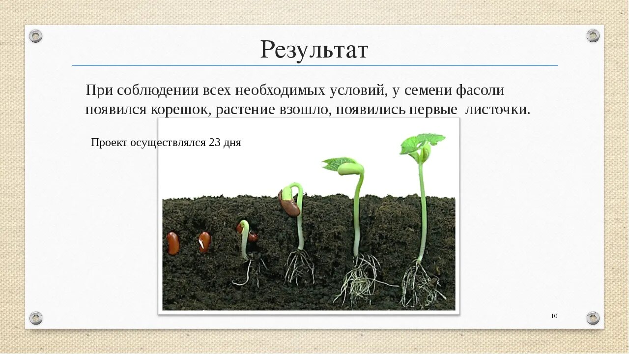 Лабораторная работа по биологии 6 класс проращивание семян гороха. Семена фасоли всходы. Опыт прорастания семян фасоли. Прорастание фасоли вывод.