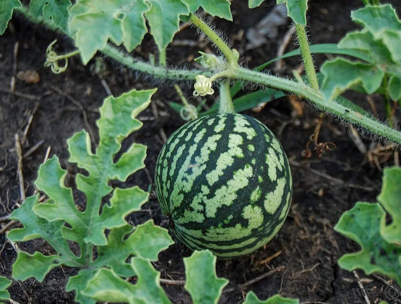 Citrullus lanatus. Арбуз (Citrullus lanatus). Горький Арбуз колоцинт. Арбуз обыкновенный шерстистый. Стебель арбуза