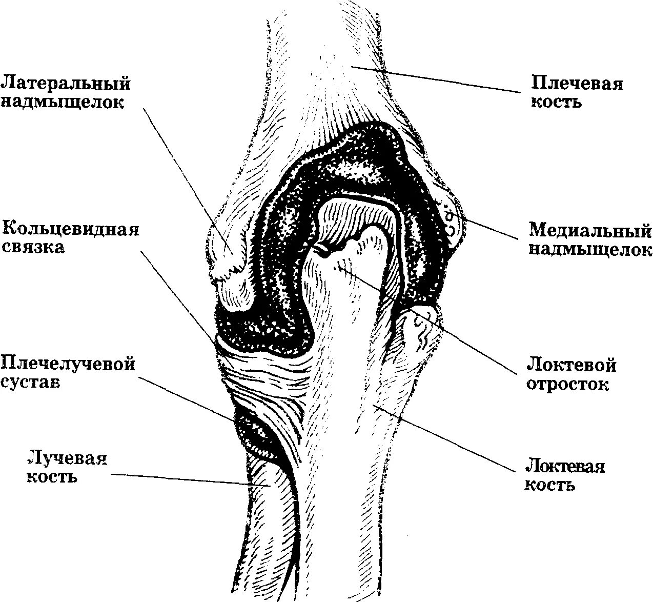 Соединения локтевой кости. Анатомия локтевого сустава Синельников. Плечевая кость локтевой сустав. Кости составляющие локтевой сустав. Схема строения локтевого сустава.