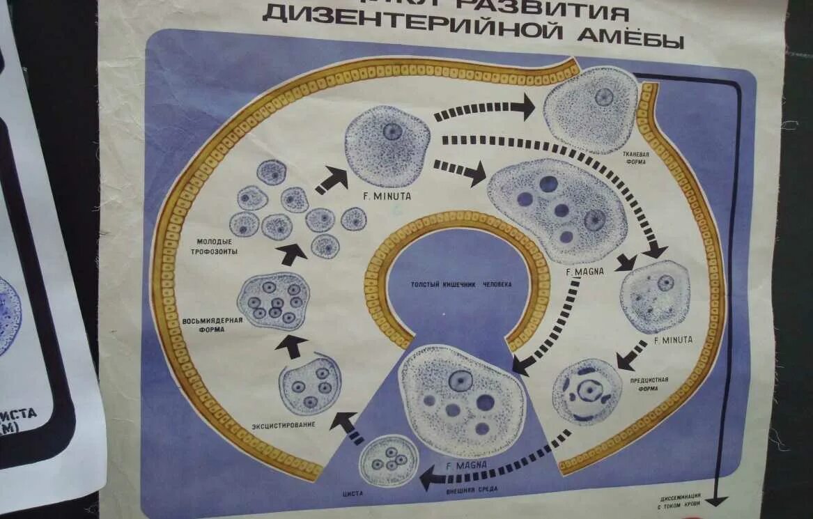 Схема жизненного ЦИКА дизентерийной амёбы. Цикл развития дизентерийной амебы рисунок. Стадии жизненного цикла дизентерийной амебы. Жизненный цикл дизентерийной амебы схема. Жизненные формы амебы
