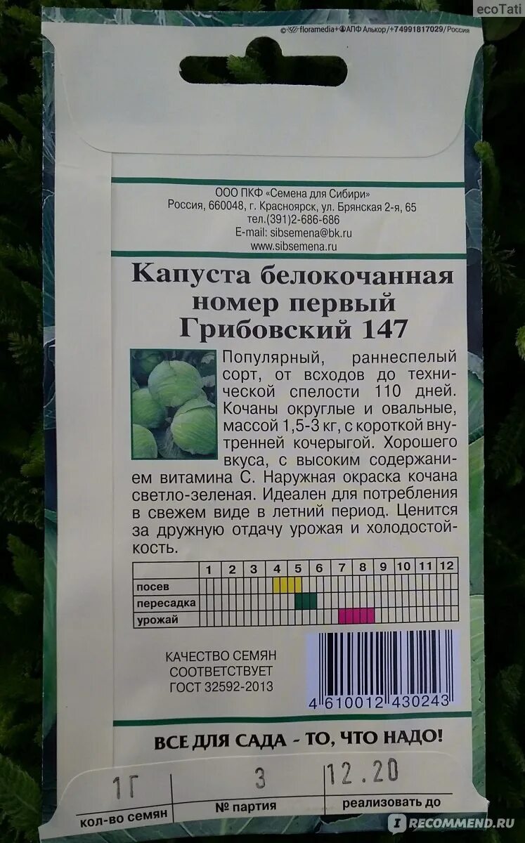 Капуста номер первый грибовский 147. Капуста номер 1 Грибовский 147. Капуста Грибовская описание. Сорт капусты номер первый. Рассада капуста белокочанная номер 1 Грибовский 147.