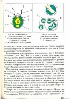 Сравните строение изученных организмов хламидомонады и хлореллы