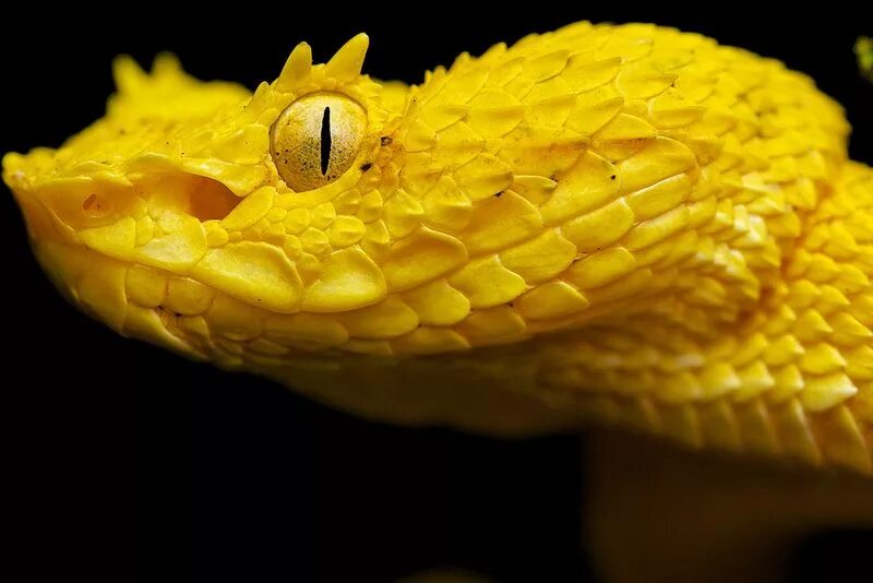 Yellow Horned Snake Imagenes de animales, Reptiles y anfibios, Víboras venenosas