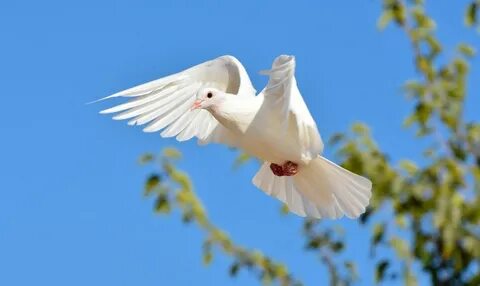 Песня белые голуби добрые нежные птицы