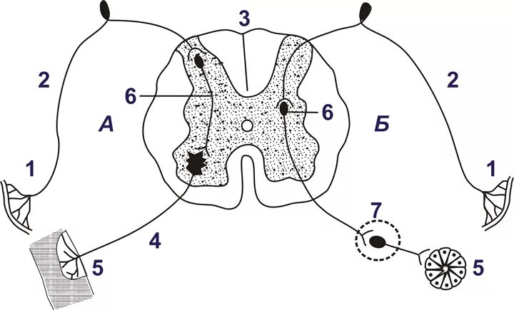 Двигательный вегетативный нейрон. Схема рефлекторной дуги соматического и вегетативного рефлексов. Соматическая рефлекторная дуга схема. Схема рефлекторной дуги вегетативного рефлекса. Вегетативная рефлекторная дуга схема.