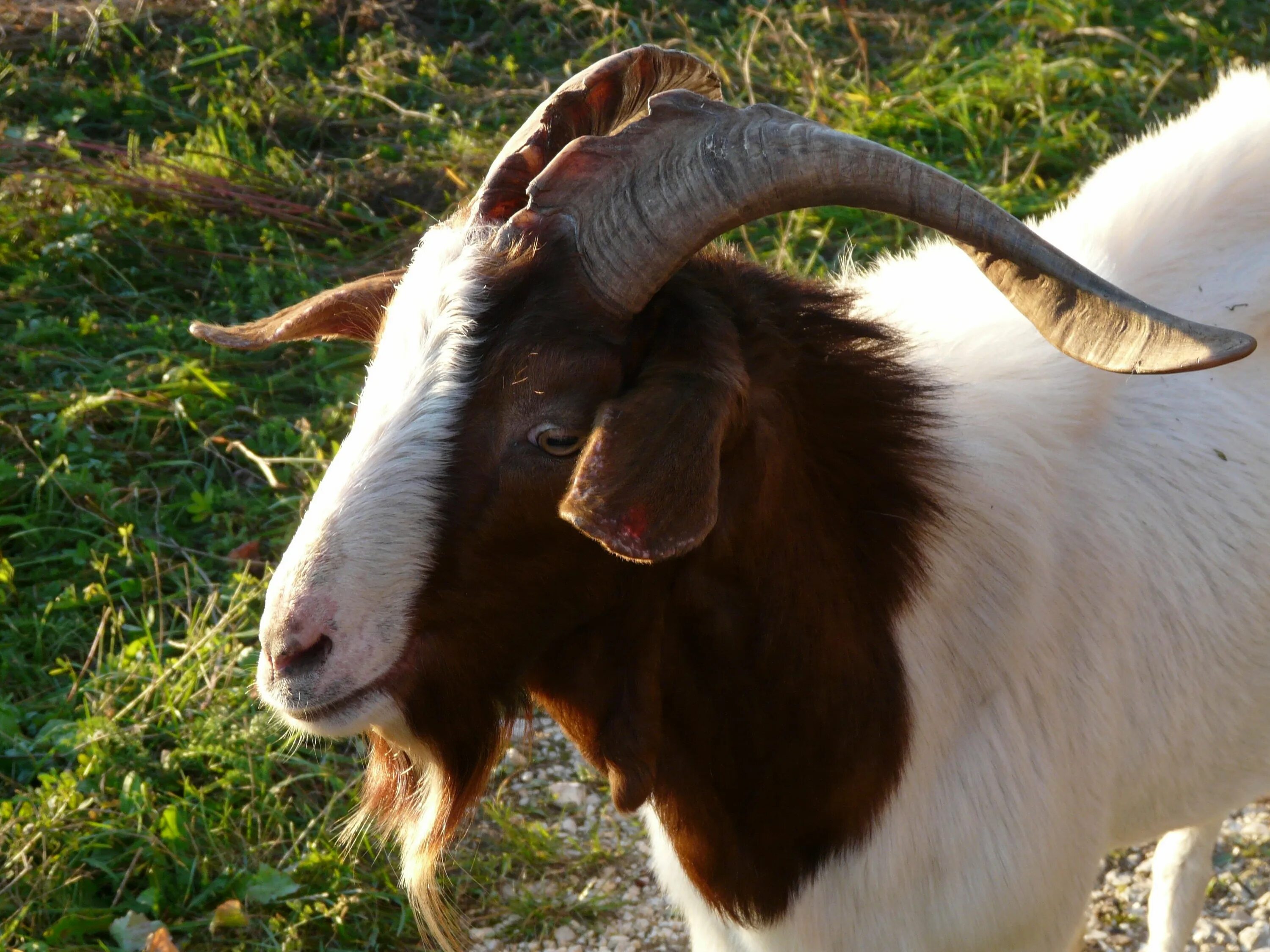 Козьи рога. Козлина. Billy Goat. Коза с 4 рогами.