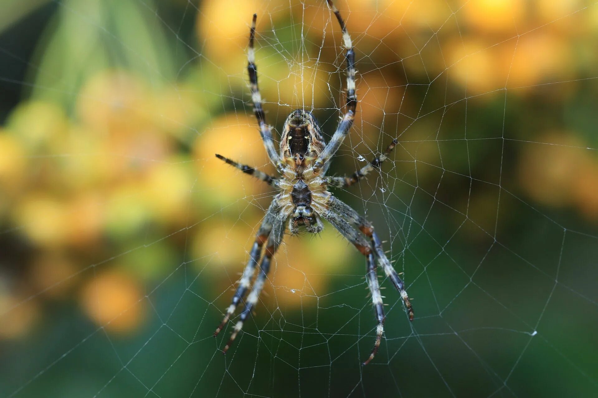 Все пауки. Araneus diadematus - крестовик. Паук крестовик Дальневосточный. Паук Мизгирь крестовик. Тарантул крестовик.