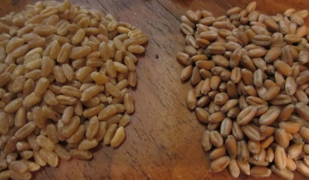 Шлифованное зерно пшеницы. Пшеница нешлифованная. Пшеница и плевелы. Отделить зерна от плевел.