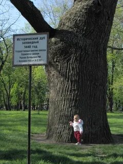 Дубу краснодар