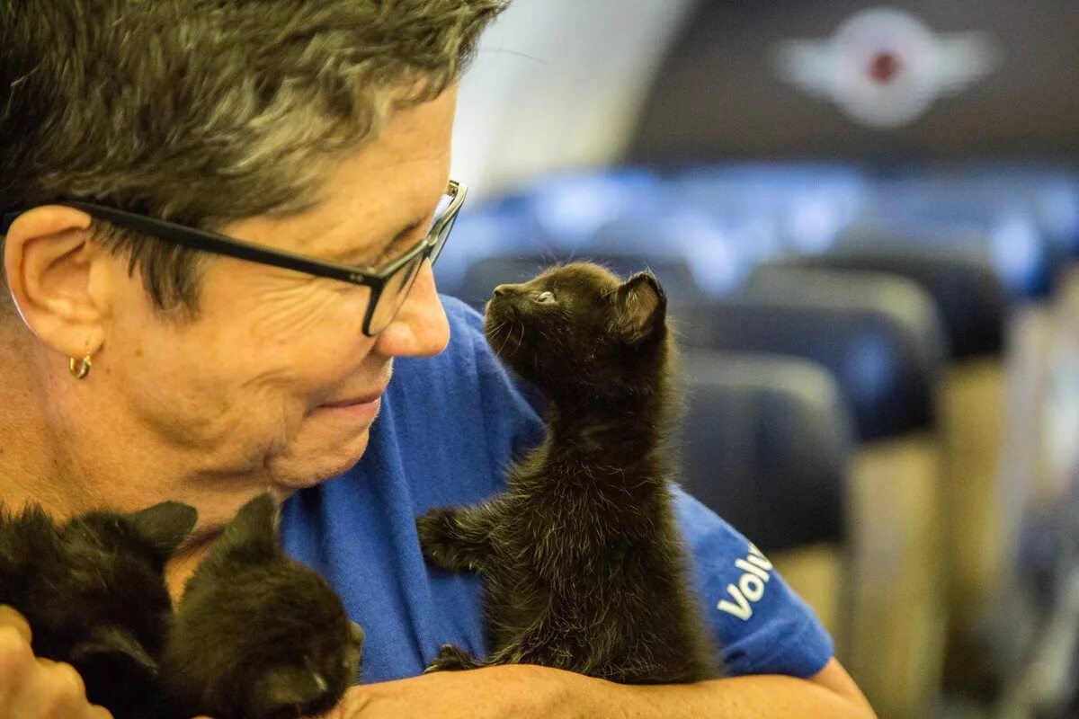 Volunteering at an animal shelter. Волонтеры животных. Волонтеры с животными. Забота о животных волонтерство. Волонтеры помогают животным.