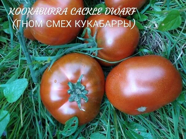 Томат смех. Томат гном смех кукабарры. гном кукабарра томат. помидора смех кукабарры. гном кукабарра кэкл томат.
