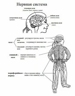 Примитивные нервные системы