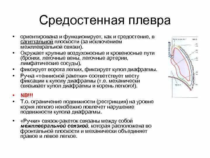 Значение синусов плевры