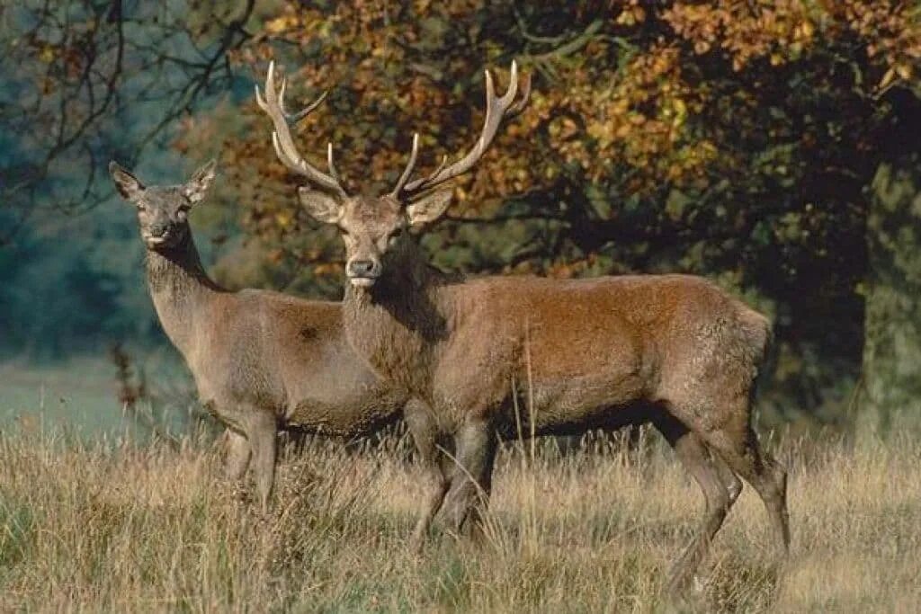 пятнистый олень в орловской области. воронежский заповедник статуя олененок. зоопарк ростов. лесные олени в воронежской области. олени в липецкой области.