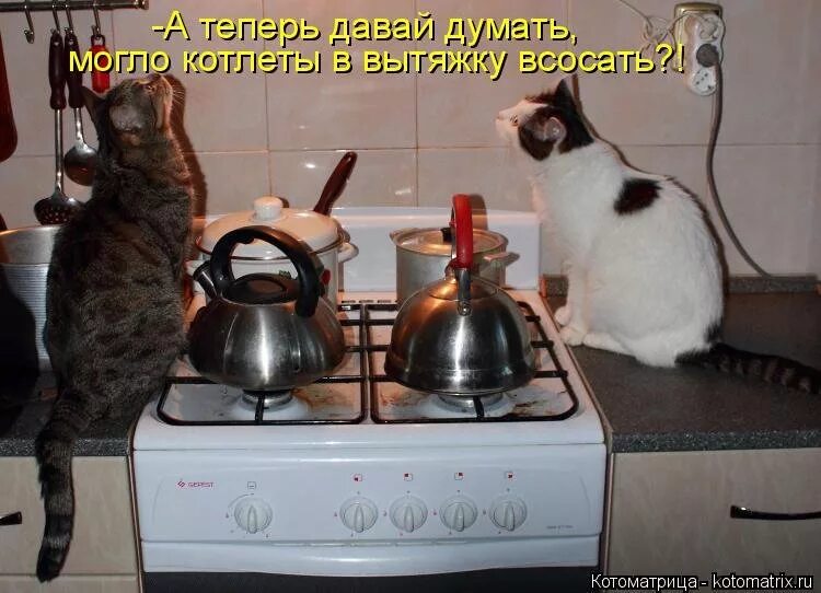 Приколы с котами до слез с надписями. Смешные коты с надписями до слёз. приколы с котами с надписями до слез. коты приколы смешно до слёз с надписями. приколы про котов с надписями до слёз.