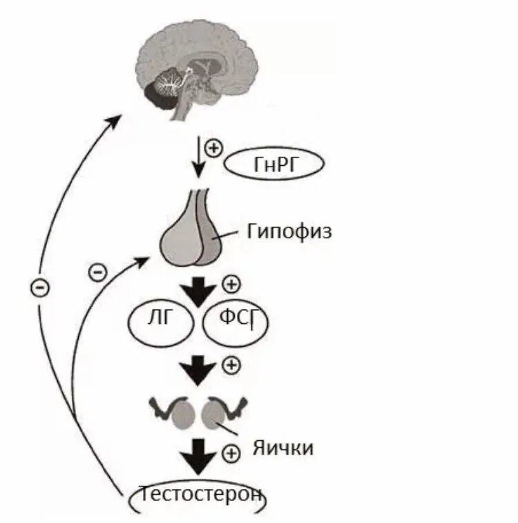 Гипоталамо-гипофизарно-гонадная ось. Тестостерон схема выработки гормонов. Гипоталамус гипофиз яички. Гипоталамо-гипофизарная система мужские гормоны.