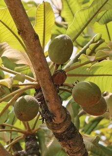 Butyrospermum parkii fruit oil