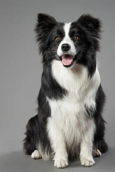 Love Borders.. Collie, Collie dog, Border collie dog