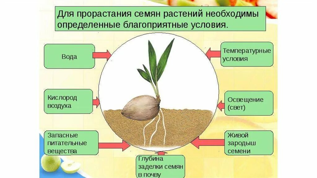 Условия посева семян биология 6 класс. Условия прорастания семян схема. Условия необходимые для прорастания семян. Условия прорастания семян таблица. Условия прорастания семян 6 класс биология.