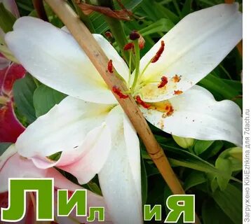 Как пишется зацвела