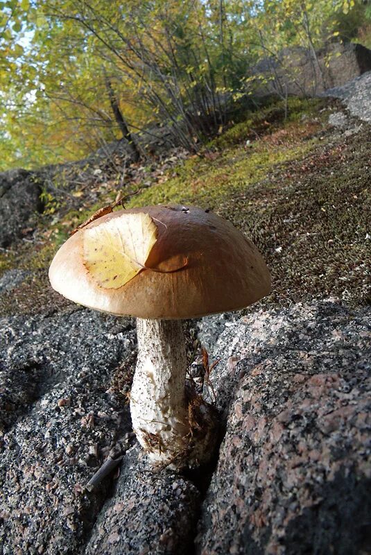 Грибы камень на оби. Грибы растущие на камнях. Грибы камешки. Грибной камень. Каменный гриб дальнегорск.