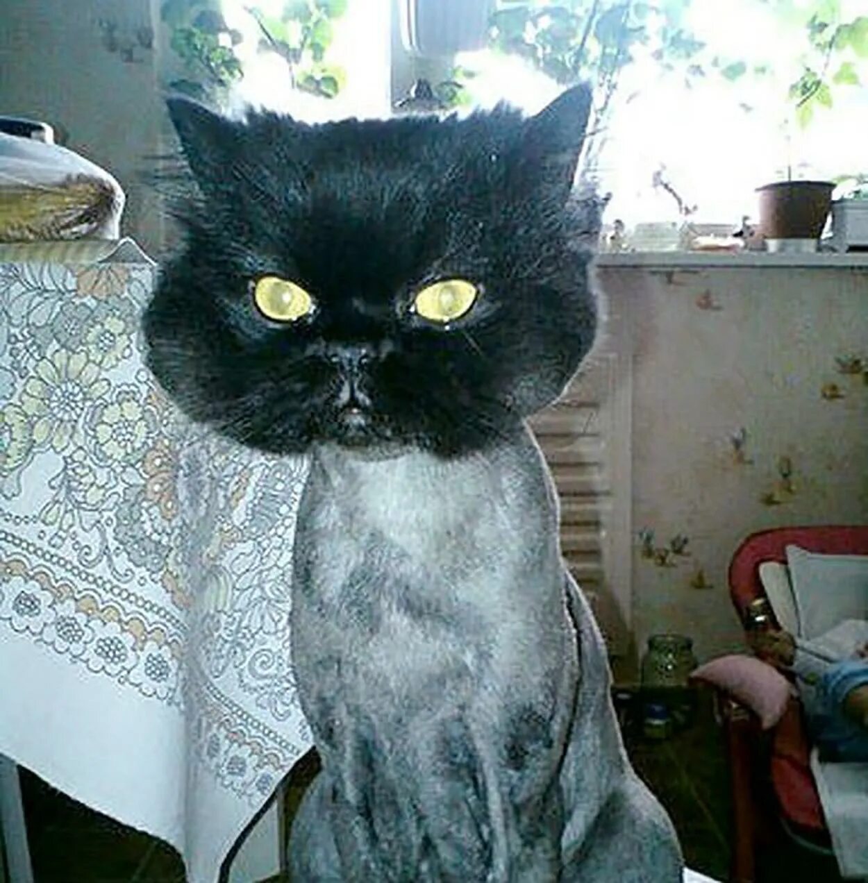 Стрижка кота. Бритый кот. Кот с прической. Смешные стрижки котов.