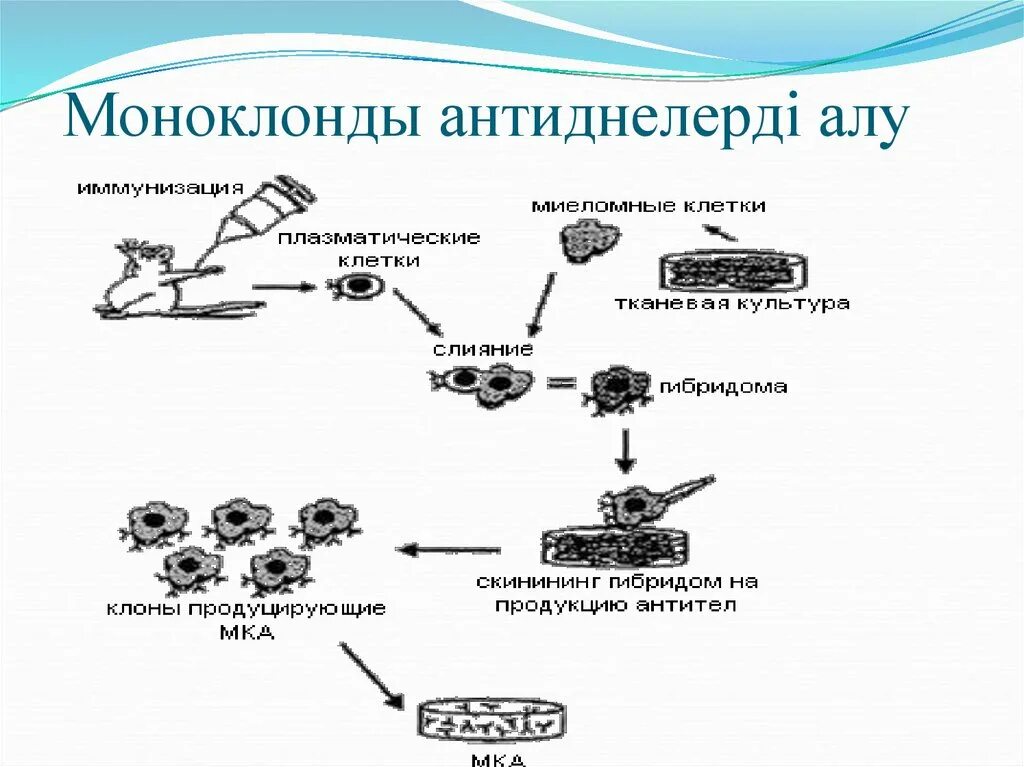 Моноклонды антиденелер. Схема производства моноклональных антител. Получение и использование моноклональных антител. Схема получения моноклональных антител in vivo. Клон антитела