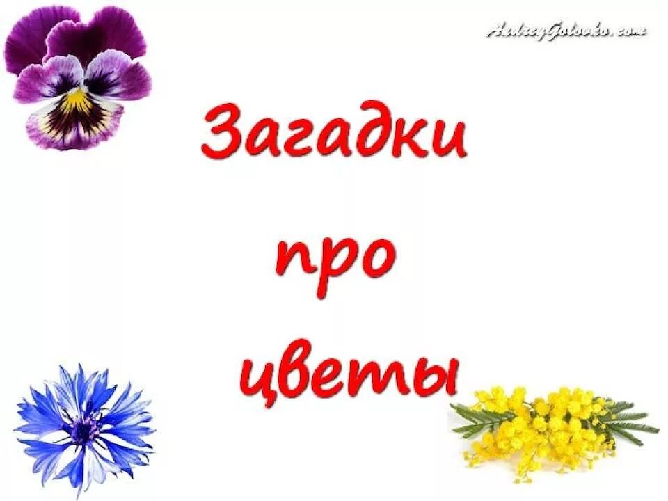 Загадки про цветы для дошкольников. Загадки про цветы. Загадки про цветы для детей. Загадки о цветах для дошкольников.