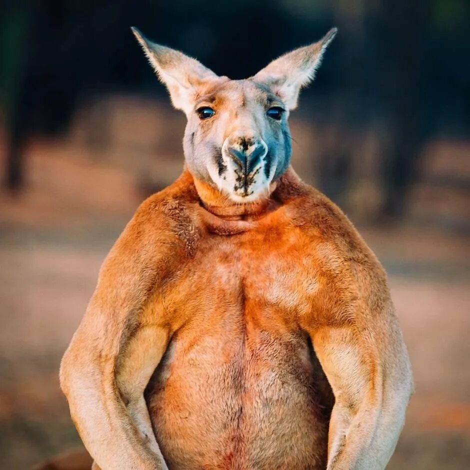 Исполинский рыжий кенгуру. Серый исполинский кенгуру. Кенгуру в Австралии. Вес кенгуру. Признаки сильного самца