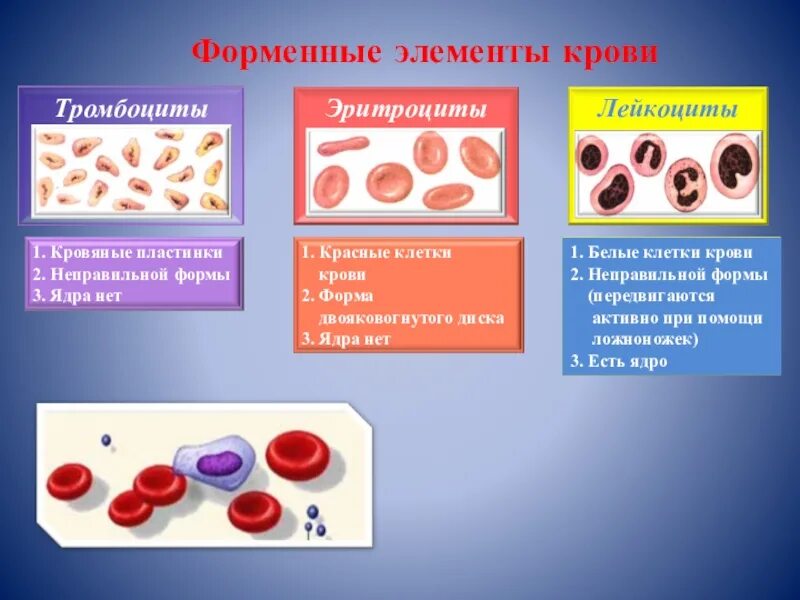 Эритроциты ткань