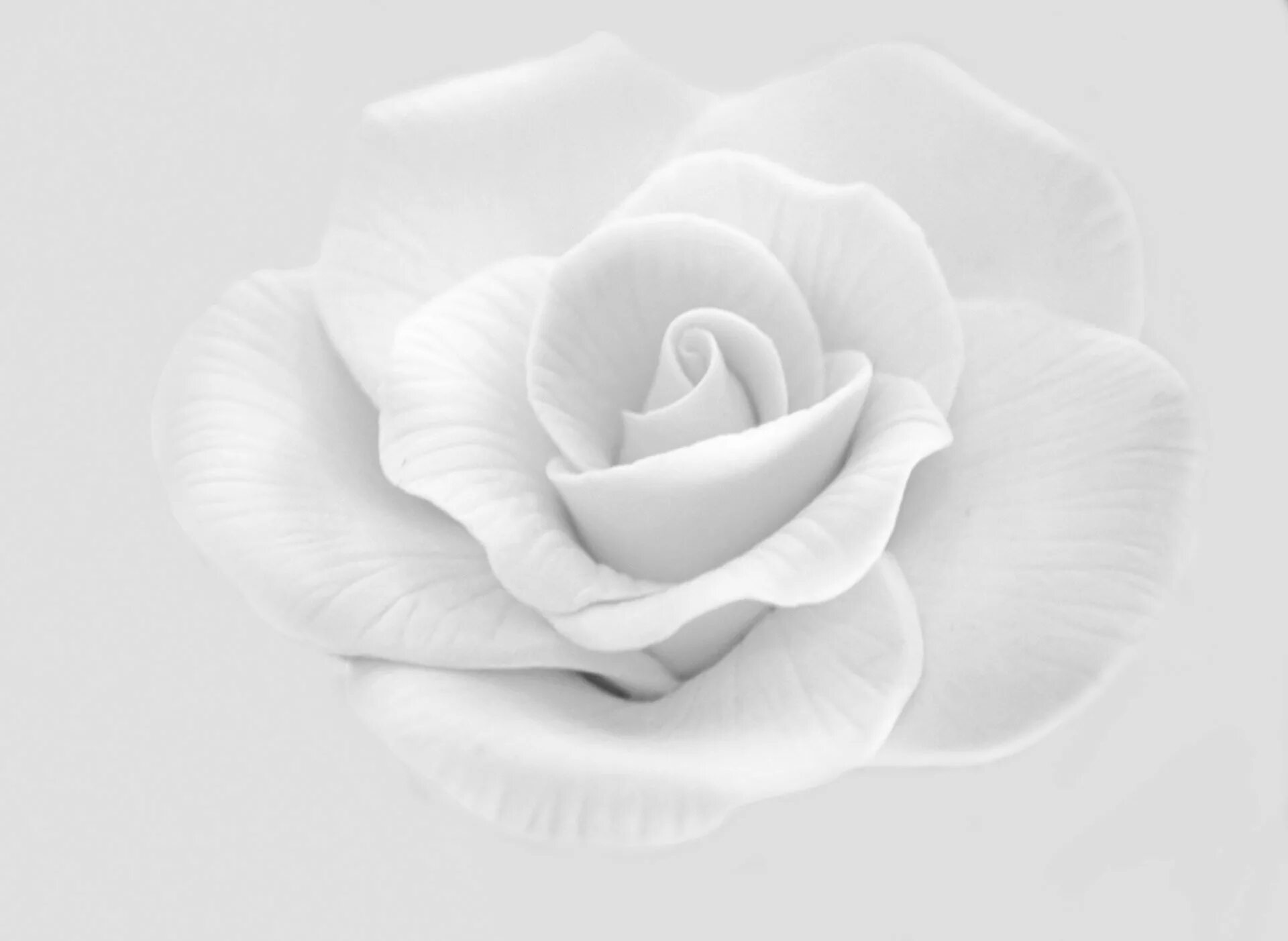 Белая картинка. Белые цветы на сером фоне. Цветы на сером фоне. Белые цветы на белом фоне. Белые розы на белом фоне.