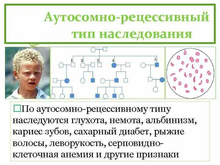 Аутосомный аллель. Аутосомный аллель