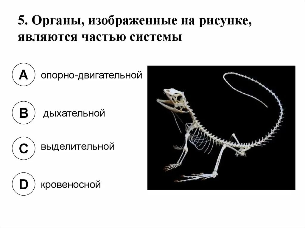 Органы животных 6 класс. Органы и системы органов растений и животных. Органы опорно двигательной системы животных. Распознавание органов животных. Изображённый на рисунке организм — это.