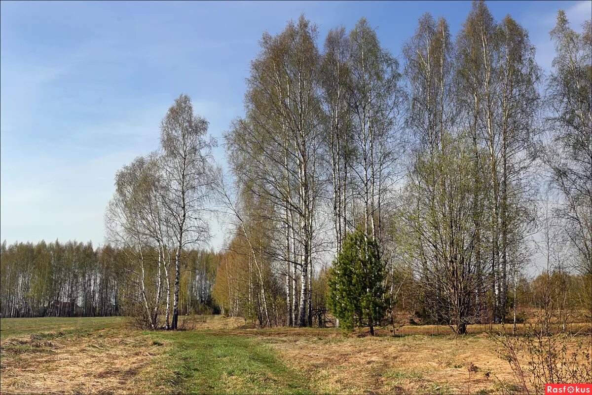 Родные перелески. Перелесок. Березовые перелески. Весенний перелесок. Перелесок роща.