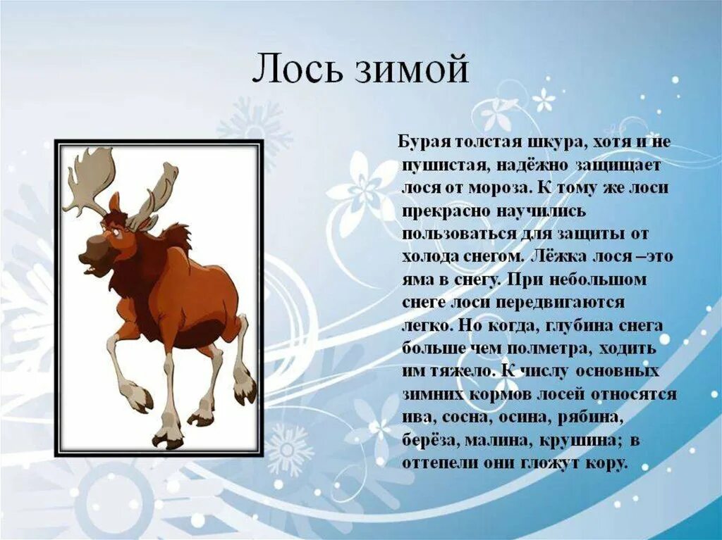 Лось сбрасывает рога. Лось детская энциклопедия. Чем питается лось зимой. Темный сох лось. Лось краткое описание.