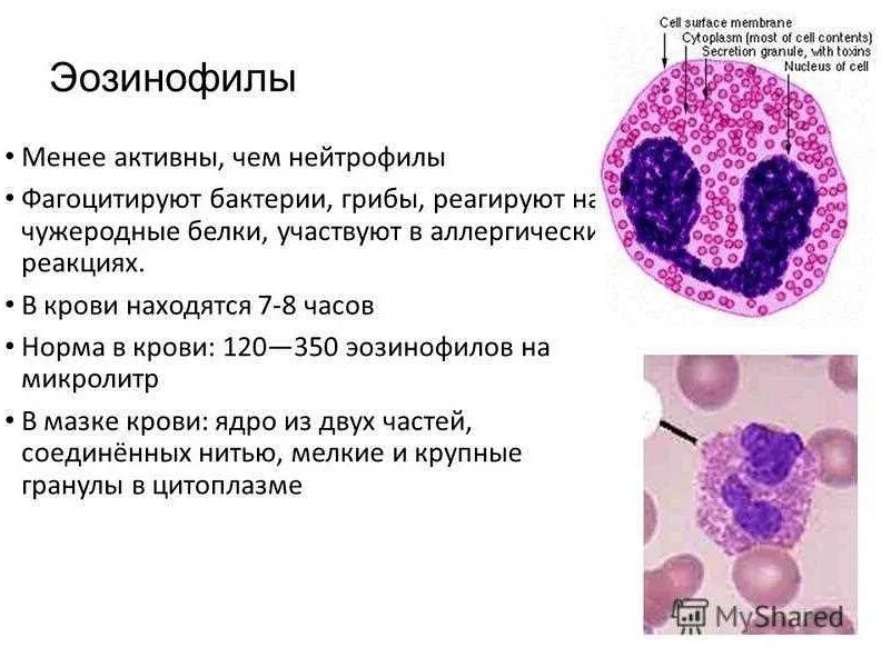 Сегментоядерные моноциты