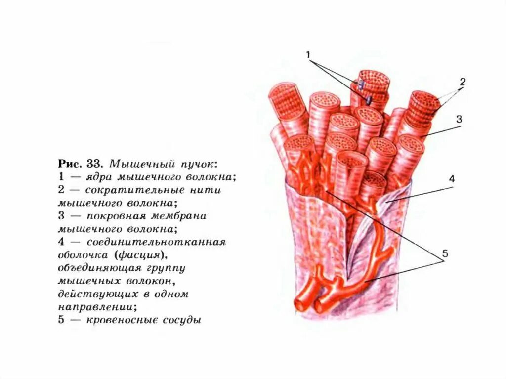 Какая ткань составляет основу мышц конечностей