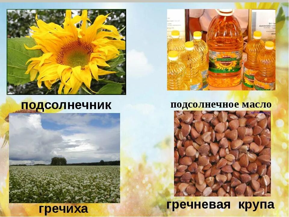 слайд полеводство. растениеводство нашего края окружающий мир. растениеводство презентация по окружающему миру. тема растениеводство. презентация на тему растениеводство.