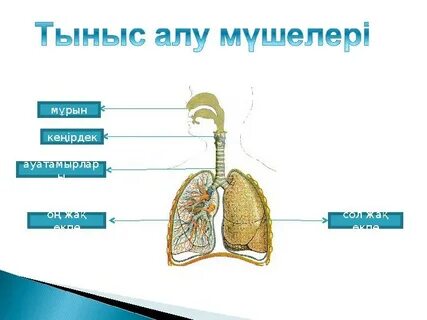 Мектеп қызының ең жақсы порносы
