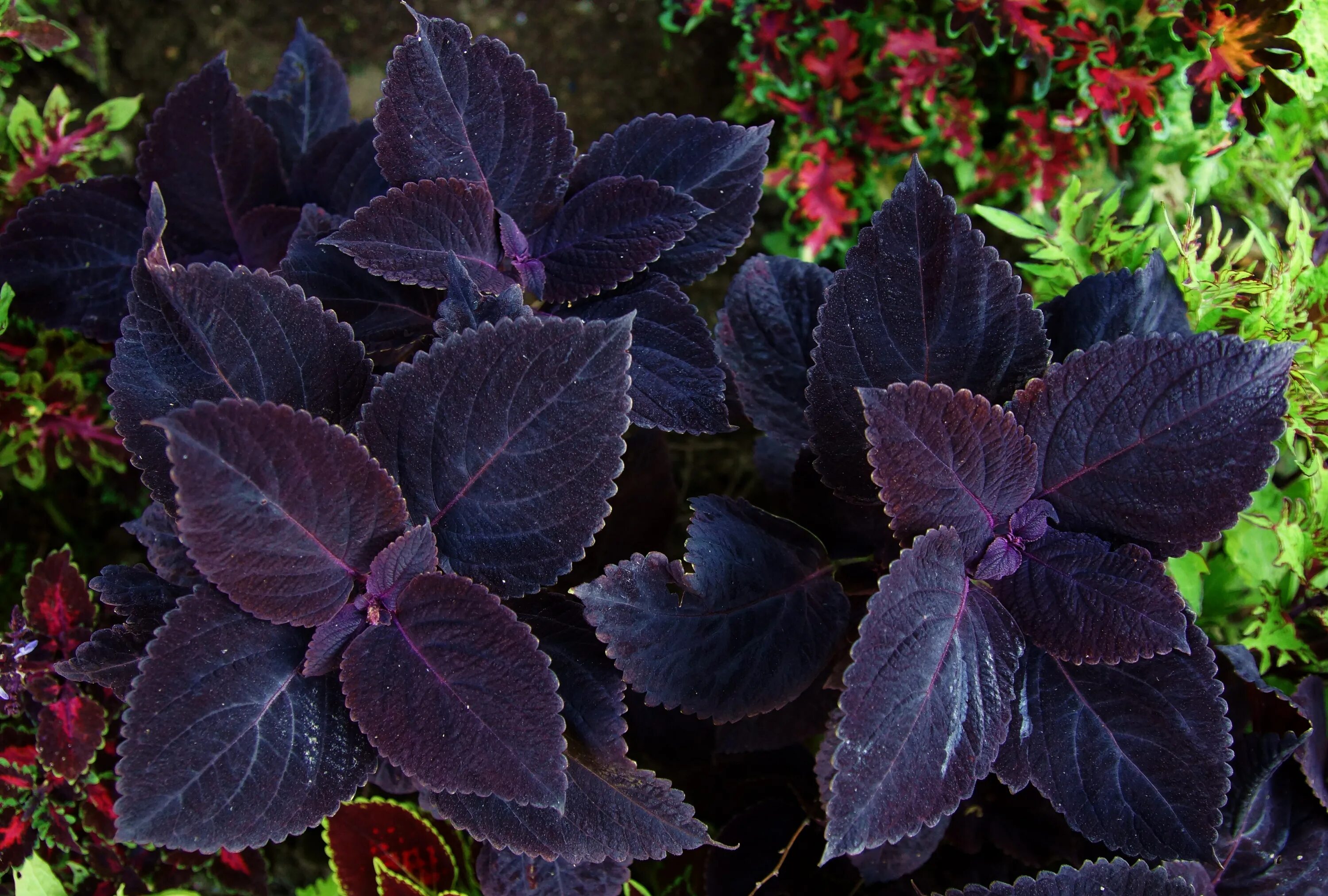 Темно фиолетовые листья растение. Колеус Ренельта Coleus rehneltianus. Колеус Скарлетт. Колеус Визард Скарлет. Колеус Визард Роуз.