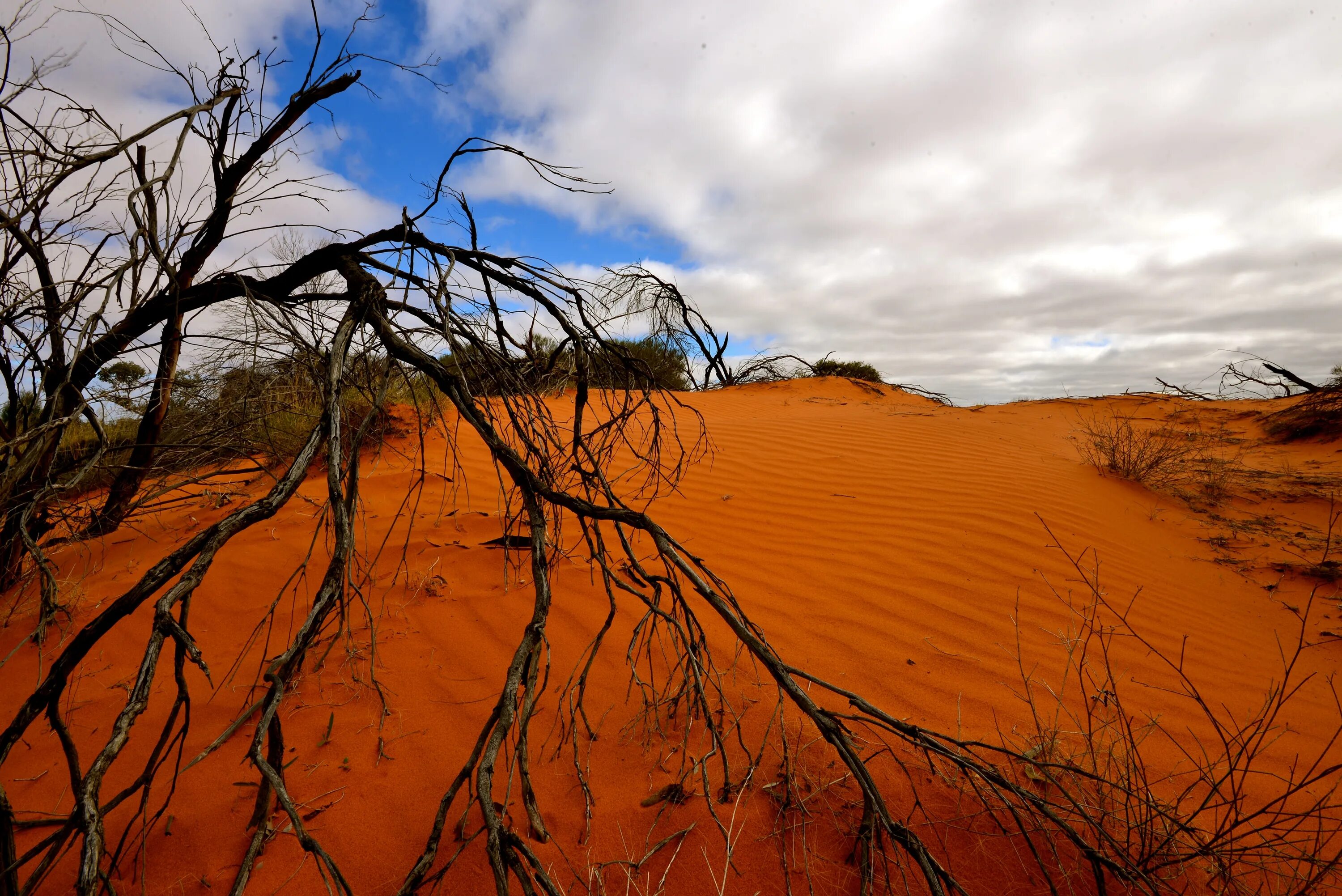 Занимает территории с засушливым климатом. Большая Песчаная пустыня в Австралии.