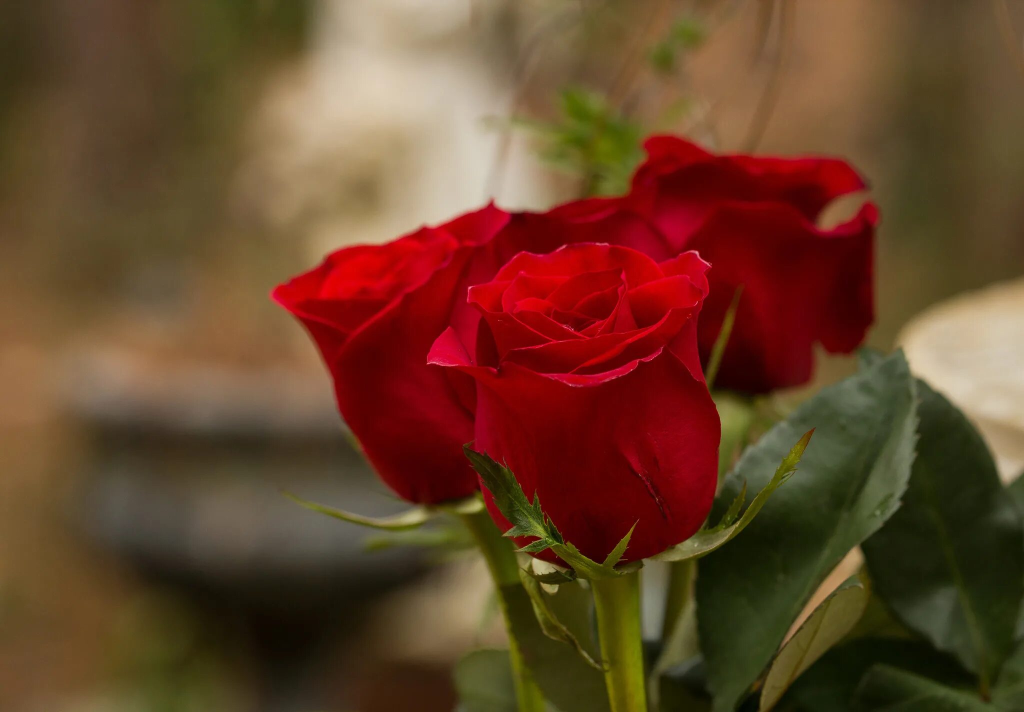 Розы 3 цветка. Розы. Алые розы. Розы картинки. Обои на рабочий стол красные розы.
