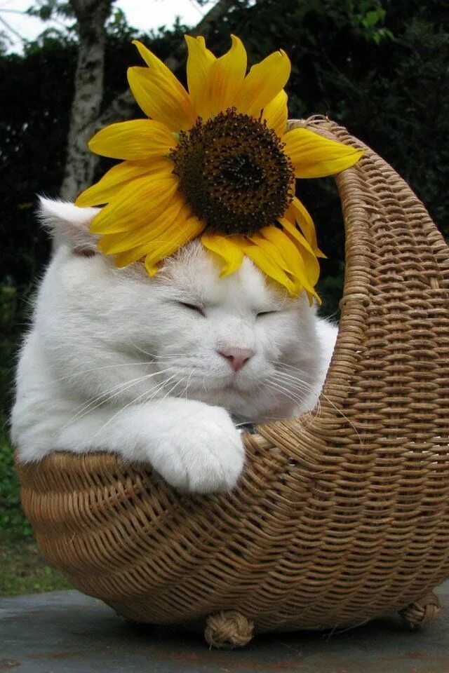 Доброе утро подсолнухи. Кот подсолнух. Кот в подсолнухах. Кот подсолнух. Котёнок в подсолнухах.