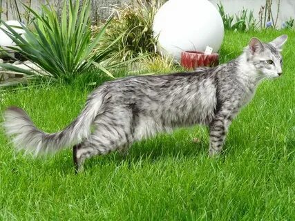 Oriental longhair
