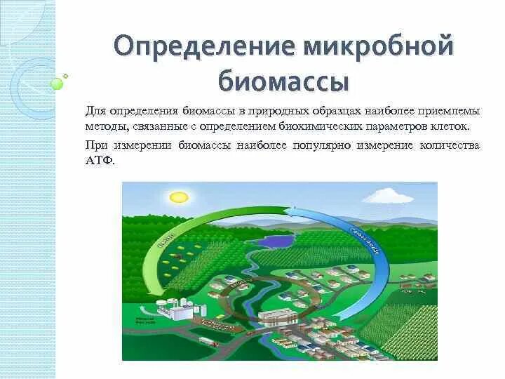 Биомасса и продуктивность экосистем. Измерение биомассы. Измерение биомассы. Функции биомассы. Биомасса определение.