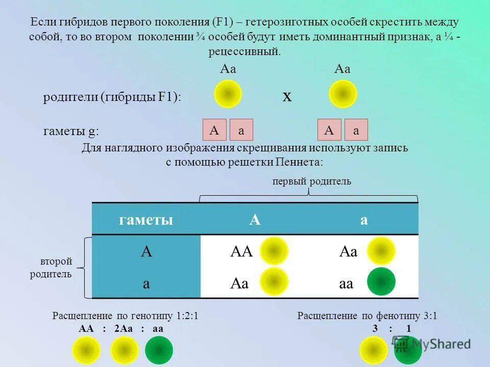 Генотип соответствующий гетерозиготе. Моногибридное скрещивание полное доминирование. Дигетерозига гомозгота. Гетерозиготный генотип. Генотип соответствующий гетерозиготе.