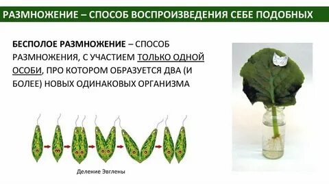 Бесполое размножение его многообразие и практическое использование