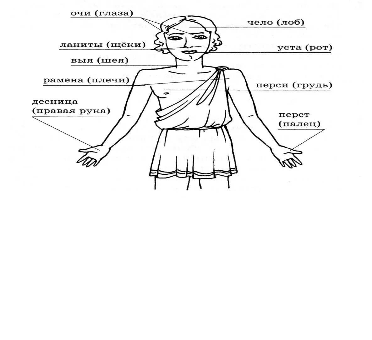 Чело ланиты уста очи выя Перси рамена. Древнииназвани частей тела. Древнерусские названия частей тела человека. Устаревшие слова части тела.