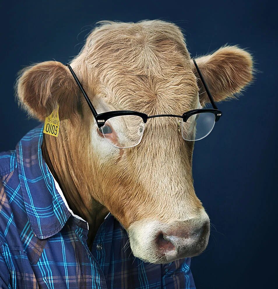 Think the animals. Think animal. animal dressed.